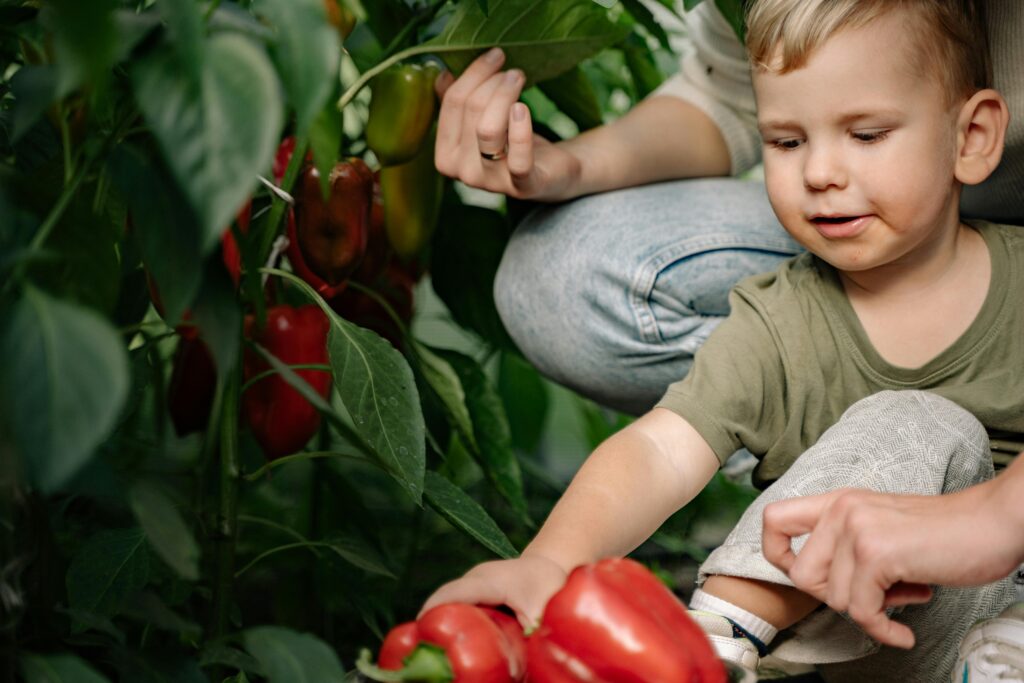 Smiling child picking fresh peppers from garden plant alongside adult.