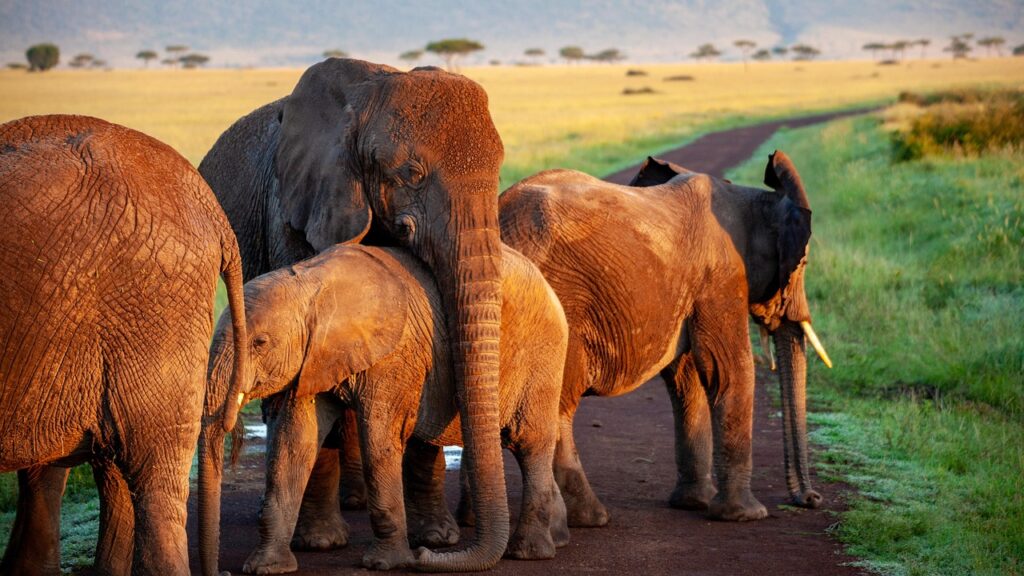 elephant, flock, mother, africa, safari, animals, nature, wilderness, animal world, baby elephant, national park, herd of elephants, proboscis, elephant family, mammals, pachyderm, wild animals, landscape, proboscidea, elephant, elephant, elephant, elephant, elephant