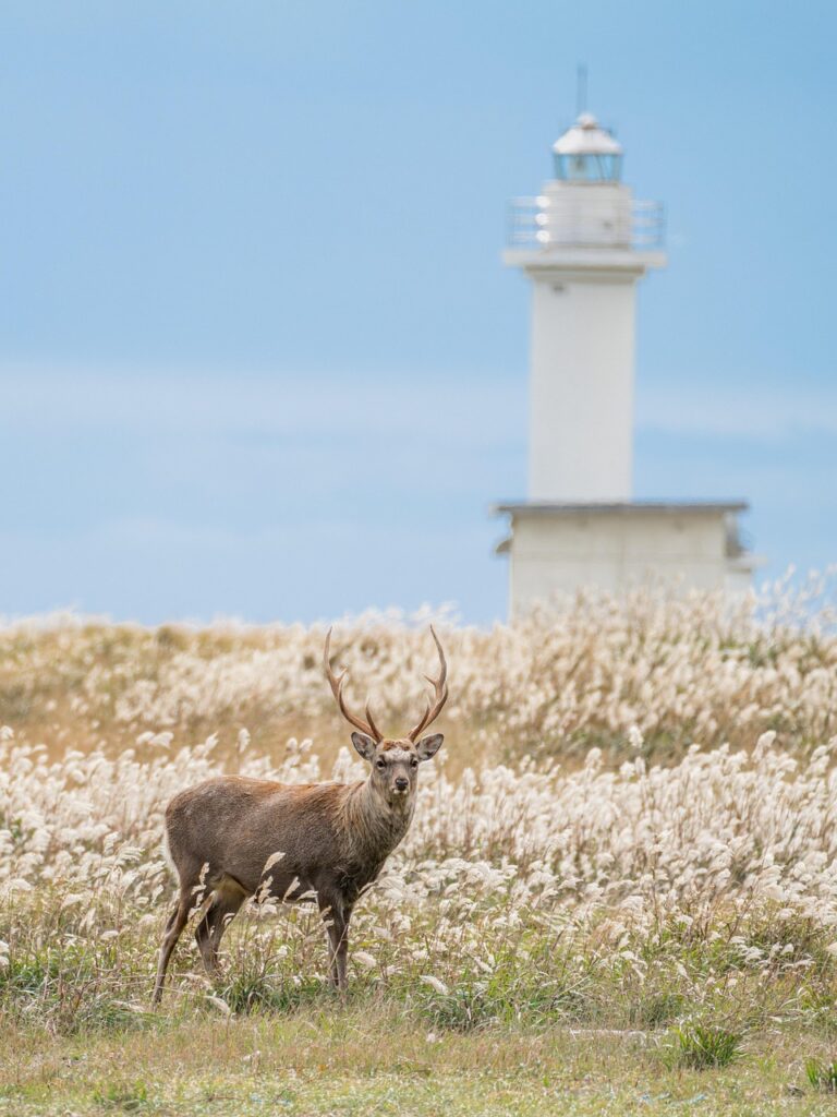 deer, hokkaido sika deer, sika deer, red deer, mammal, antler, wild animal, wild, lighthouse, coast, landscape, hokkaido, japan