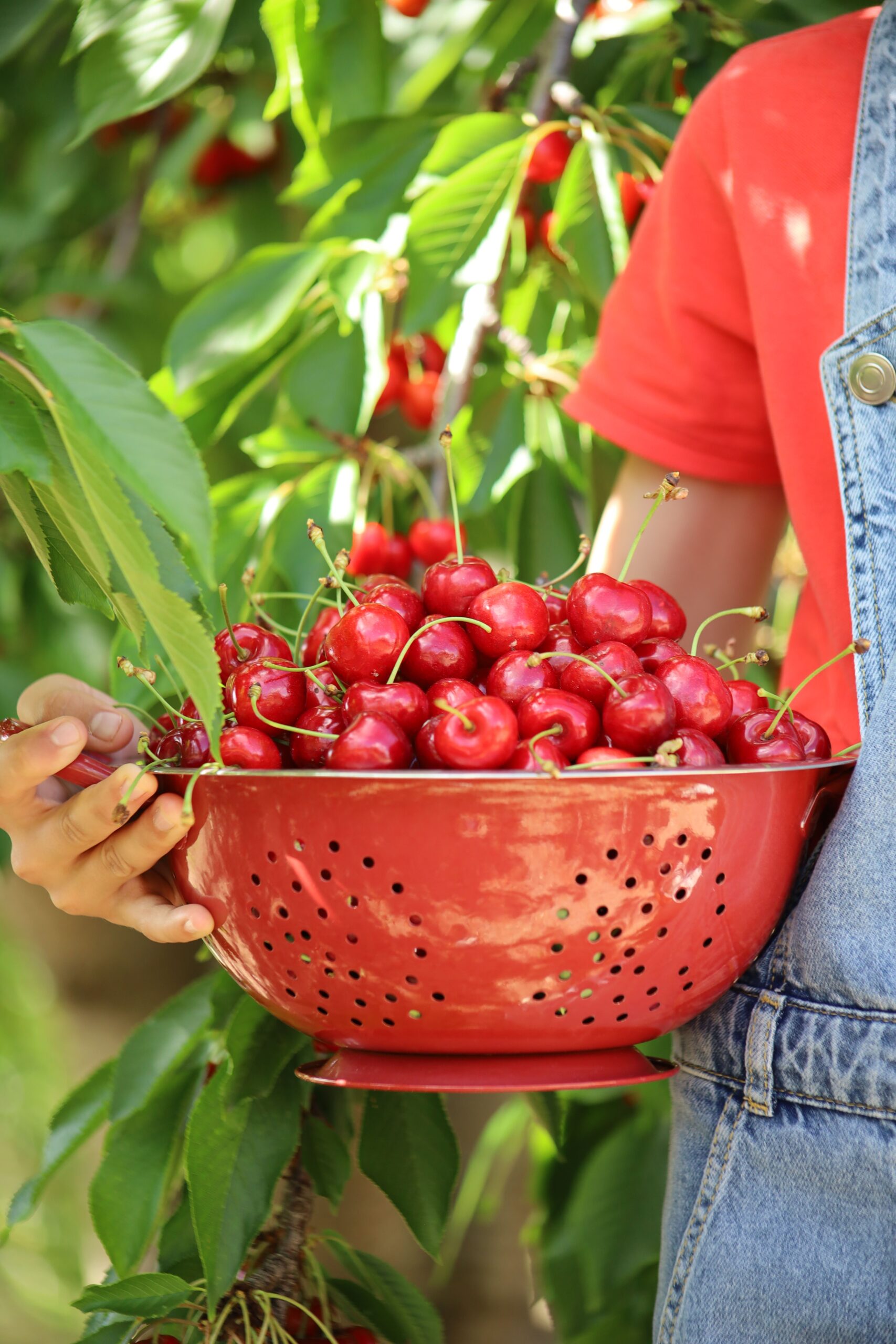 Freshly picked red cherries in a colander, captured in an Ankara orchard.