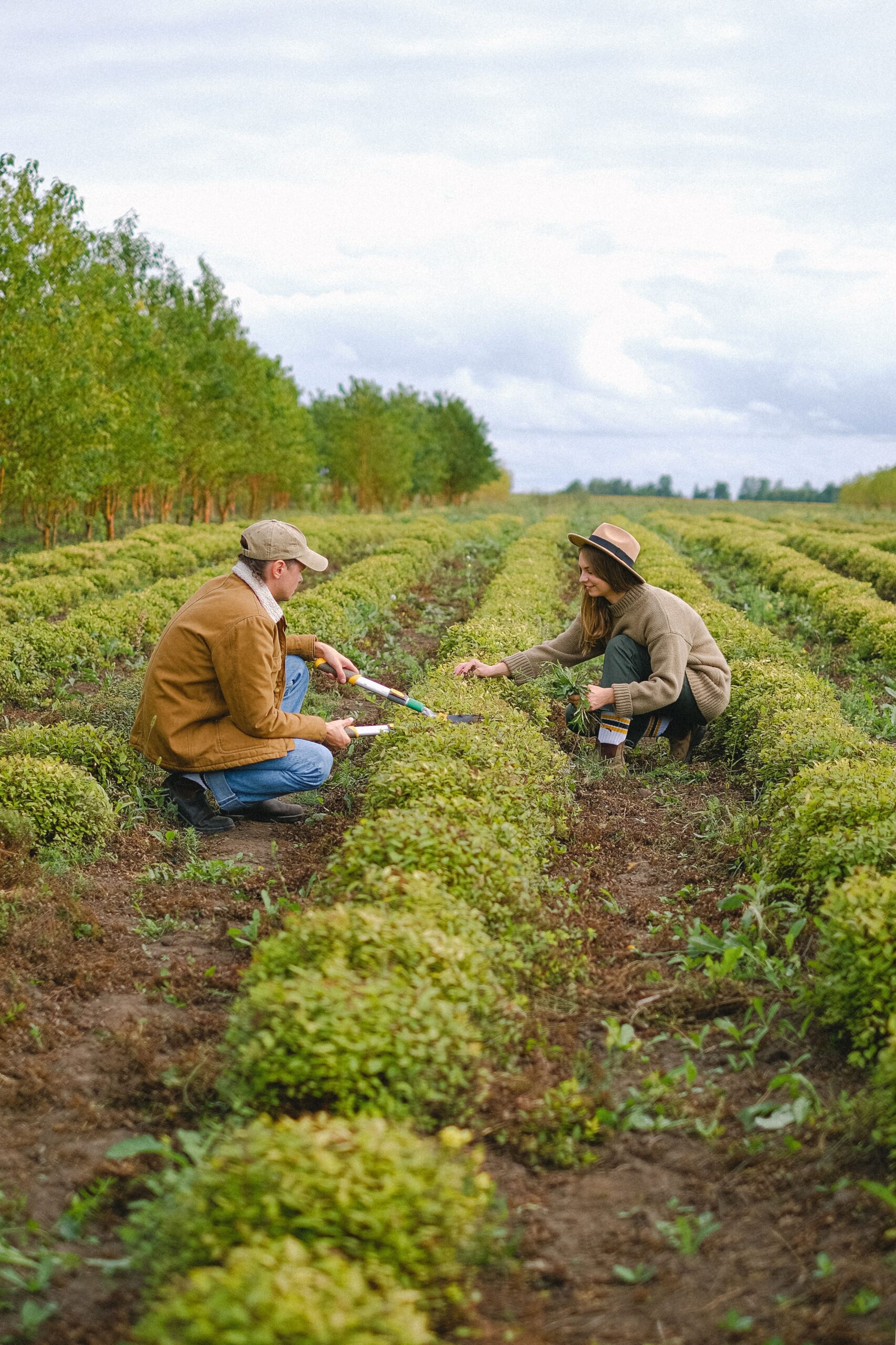 Side view full body of workers cutting leaves of plants with secateurs while working in agricultural field